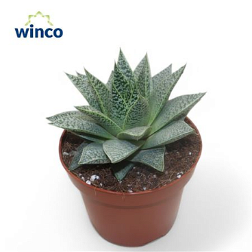 Aloe D Tiga