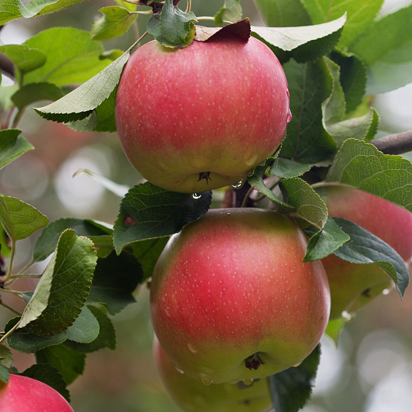 Яблоня домашняя Уэлси