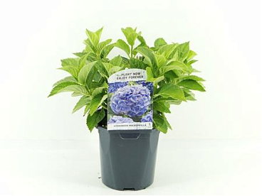 Hydrangea Ma Blue
