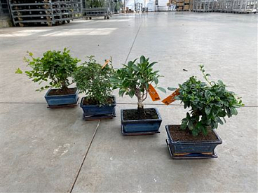 Bonsai Mix 5 Years With Saucer