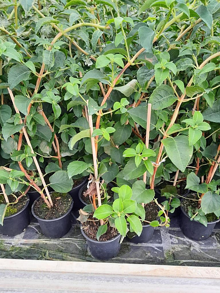 Гортензия черешковая вьющаяся