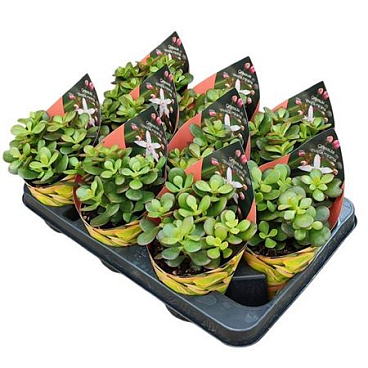 Crassula Portulacea Mini Potcover