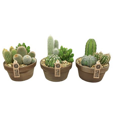 Cactus Grey Bowl