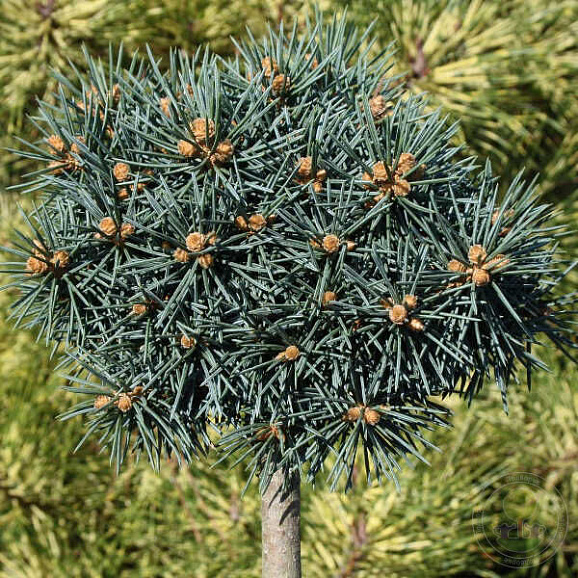 Ель колючая Брунэк штамб