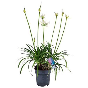 Agapanthus Pitchoune White