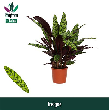 Calathea Insigne Rhythm Of Nature