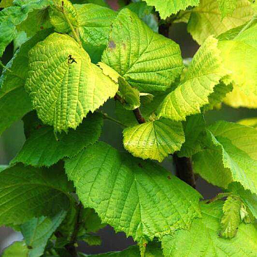 Лещина обыкновенная Ауреа штамб 100