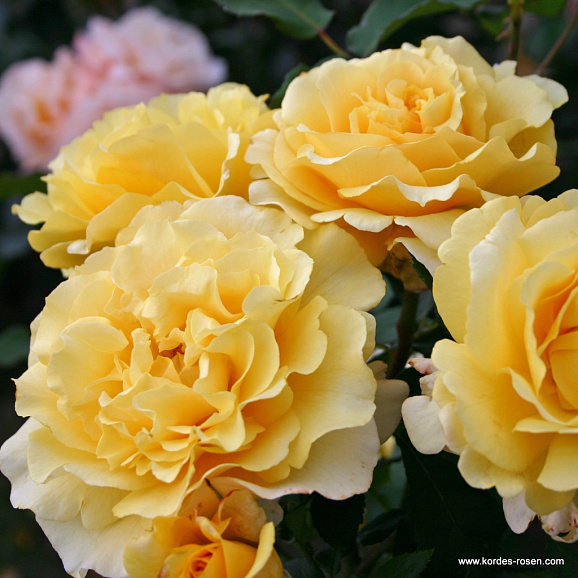 Роза чайно-гибридная Санни Скай