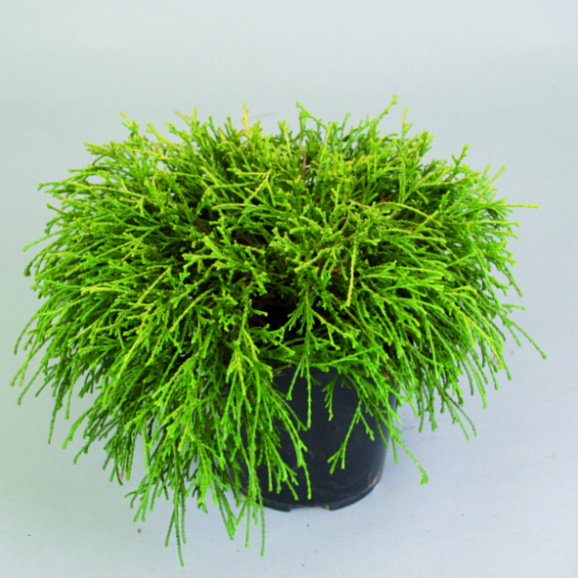 Кипарисовик горохоплодный Филифера Санголд