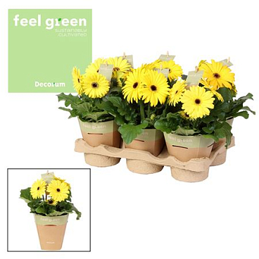 Gerbera Yellow 2+ Feel Green (decorum)