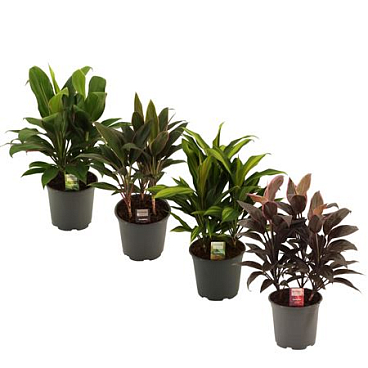 Cordyline Mix 3pp