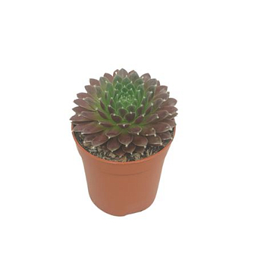 Sempervivum 5,5 Cm
