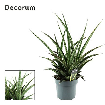 Sansevieria Tiger Crown 17 Cm (decorum)