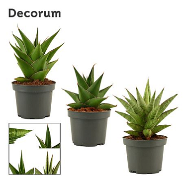 Sansevieria Crown Mix (decorum)