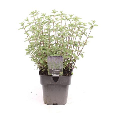 Nepeta Faassenii Six Hills Giant