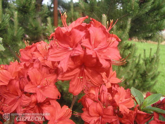 Азалия нэп-хилл Набукко