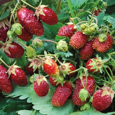 Земклуника Пенелопа