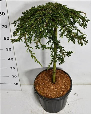 Juniperus Comm Green Carpet On Stem