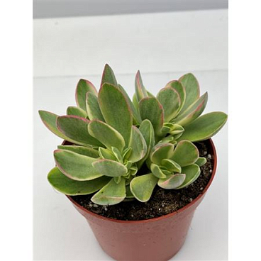 Kalanchoe Obliqua