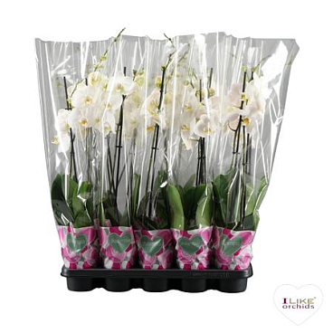 Phal 2st A2 White 18+ (levo)