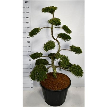 Juniperus Sabina Rockery Gem