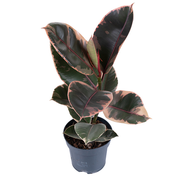 Фикус эластика Белиз