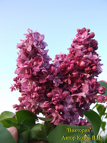 Сирень обыкновенная Виктория