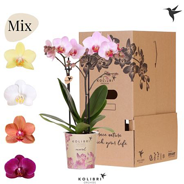 Phal 2st Mineral Mix 16+