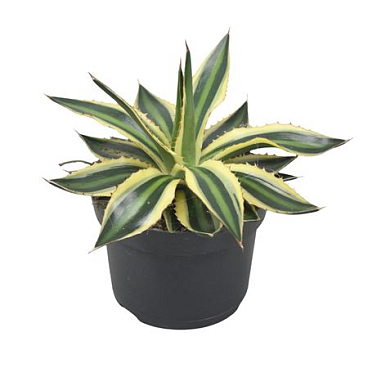 Agave Lophanta Quadricolour