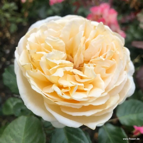 Роза чайно-гибридная Марципан