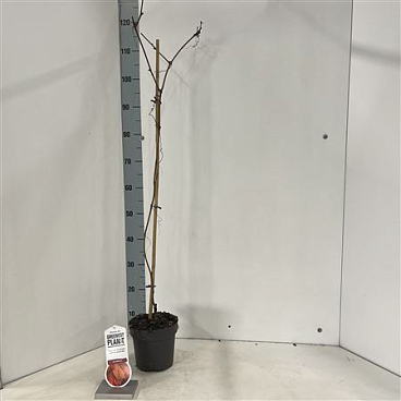 Vitis Coignetiae на палочке