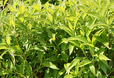 Дерен белый Ред Гном