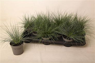 Festuca Glauca Eisvogel