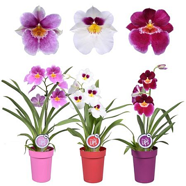 Miltonia 1st Mix In Plastic Pot