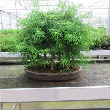 Bonsai Pseudolarix Group
