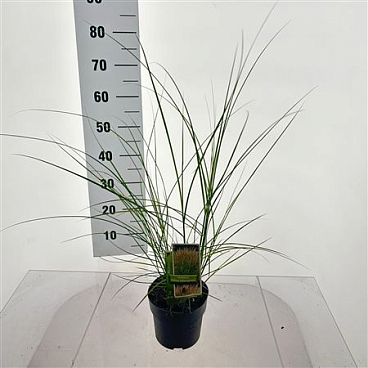 Miscanthus Sin Kleine Silberspinne