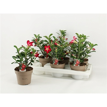 Адениум Анук