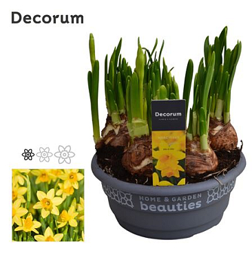 Narcissus Tete A Tete (decorum)