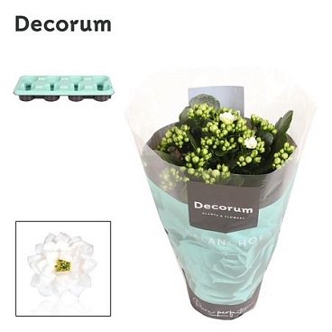 Kal Cal White (decorum)