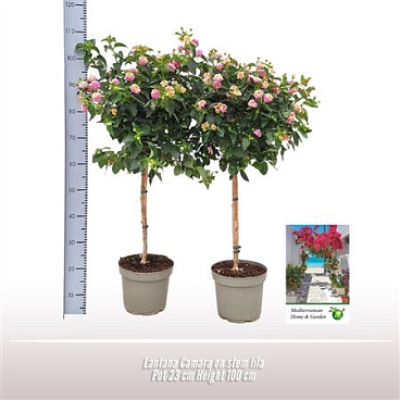 Lantana Camara Bush
