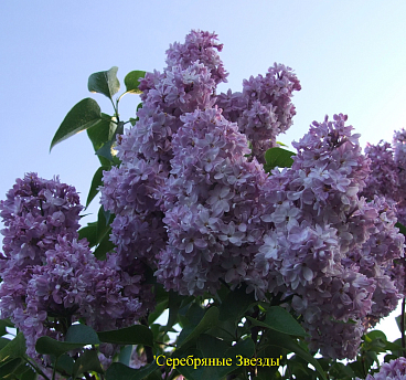 Сирень обыкновенная Серебрянные Звезды