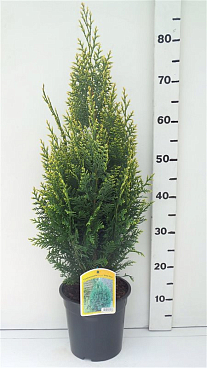 Кипарисовик лоусона Уайт Спот