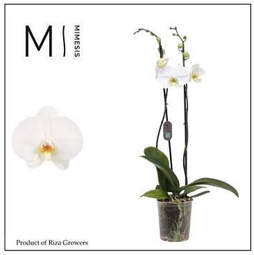 Phal 2st White Bigflower (mimesis)