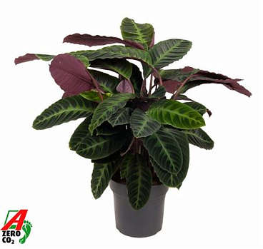 Calathea Warcewiczii