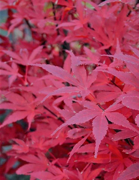 Клен веерный Скитерс Брум