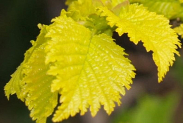 Вяз голландский Вредей штамб 120