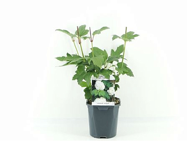 Viburnum Op Roseum