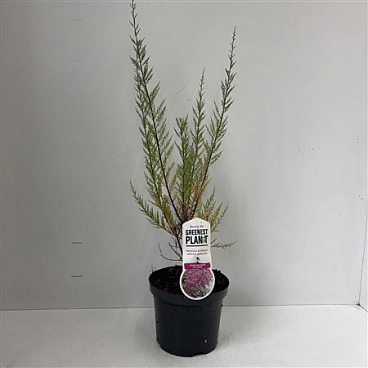 Tamarix Ramosissima Pink Cascade