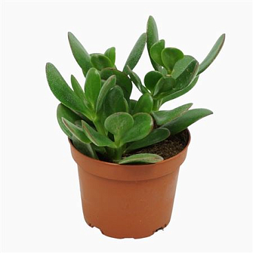 Crassula Portulaca
