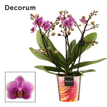 Phal 3-4st Dazzling Diva (decorum)